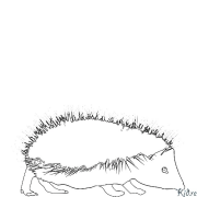 hedgehog Printable Coloring Nplooj Ntawv